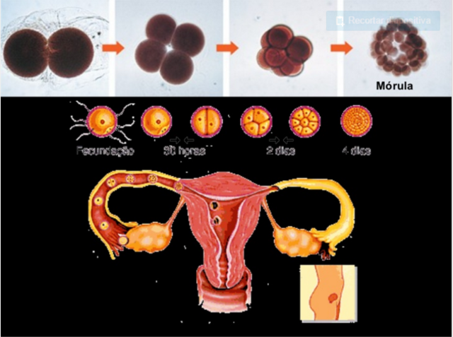 DESARROLLO EMBRIONARIO: 1 semana