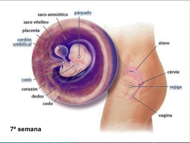 DESARROLLO EMBRIOONARIO: 7 semanas