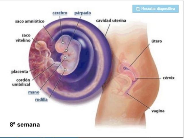 DESARROLLO EMBRIONARIO: 8 semanas