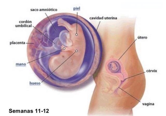 DESARROLLO EMBRIONARIO: 12 semanas