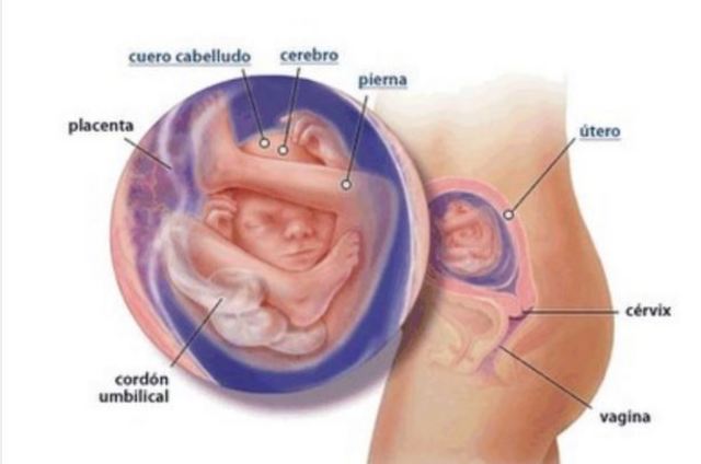 DESARROLLO EMBRIONARIO: 20 semanas