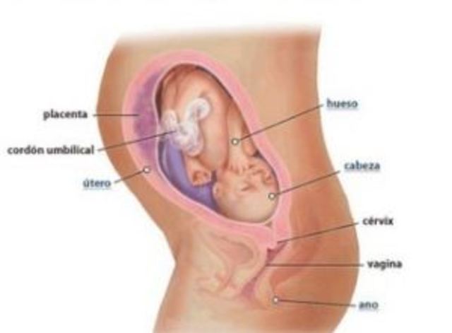 DESARROLLO EMBRIONARIO: 28 semanas