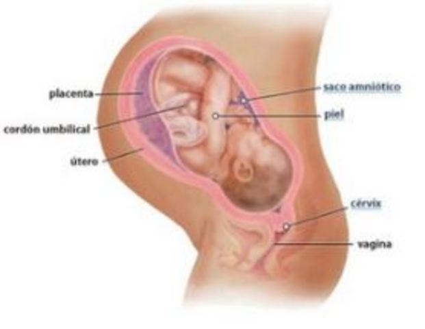 DESARRROLLO EMBRIONARIO
