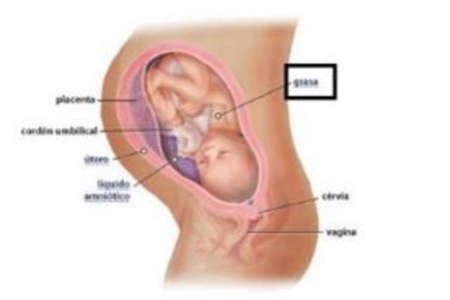 DESARROLLO EMBRIONARIO: 32 semanas