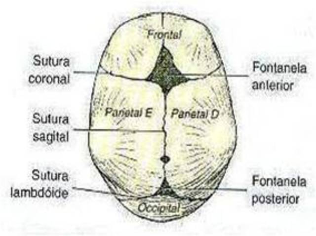 CRECIMIENTO CORPORAL: Cabeza