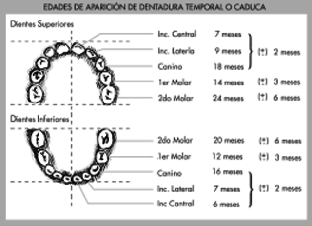 CRECIMIENTO CORPORAL: Cara