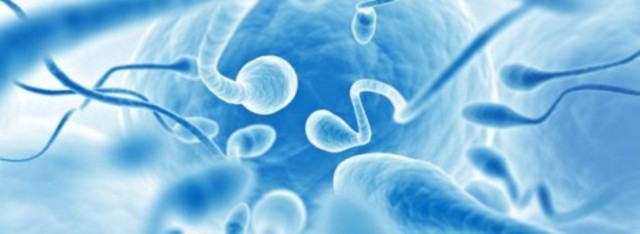 espermatozoide en camino
