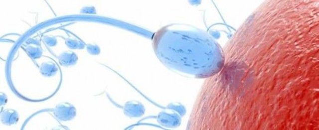 El espermatozoide llega al ovario