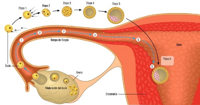 El ovario fecundado recorre su camino hacia el útero