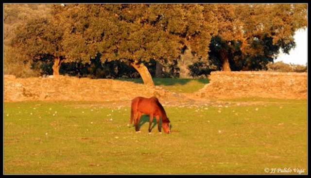 Extremadura proveedora de pastos para el ejército,