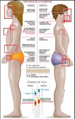 Pubertad. 2 de Marzo 2028