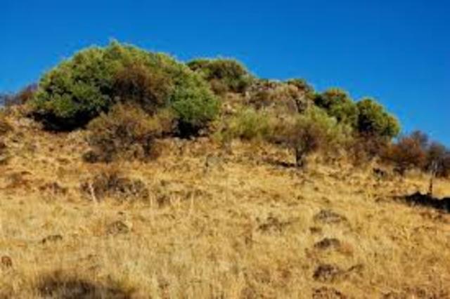 Informe contra la Mesta