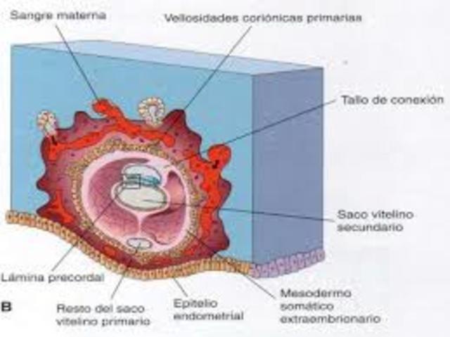 2da semana.disco embrionario, el cual está formado por dos capas de tejido, por esto se lo denomina disco embrionario bilaminar
