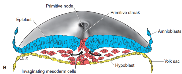 el embrión mide 2mm