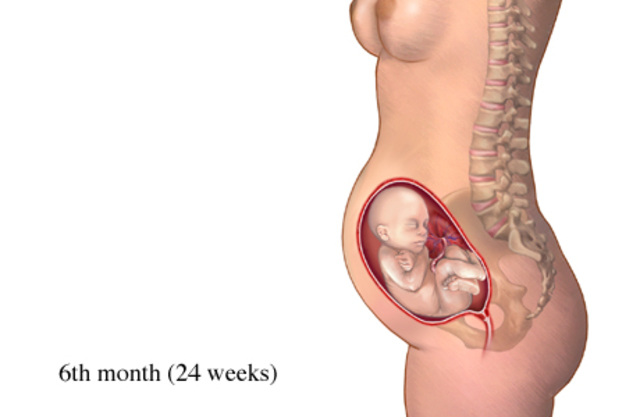 Desarrollo fetal del sexto mes semana 24