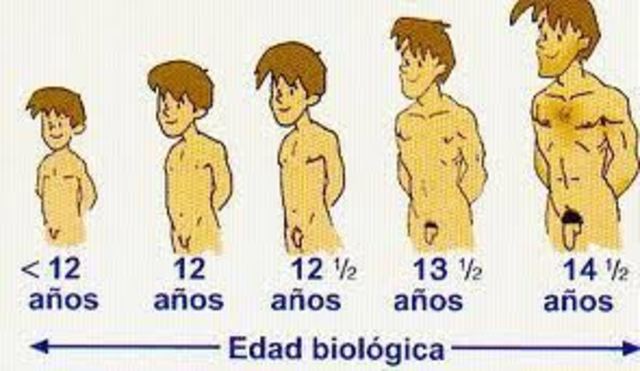 DESARROLLO DEL SISTEMA REPRODUCTOR