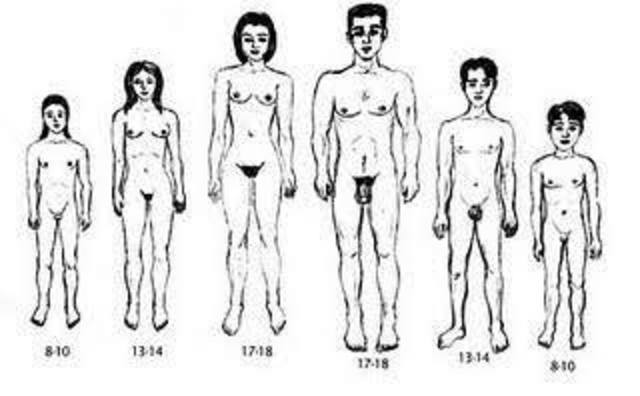 CARACTERÍSTICAS SEXUALES SECUNDARIAS