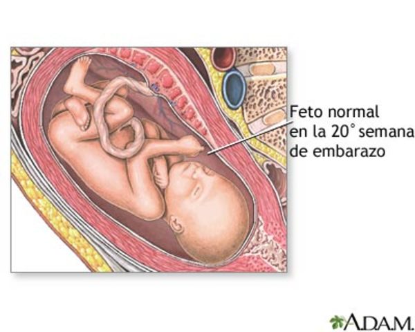 20 semana (5 mes)