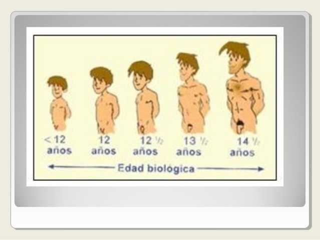 SISTEMA REPRODUCTOSR MASCULINO