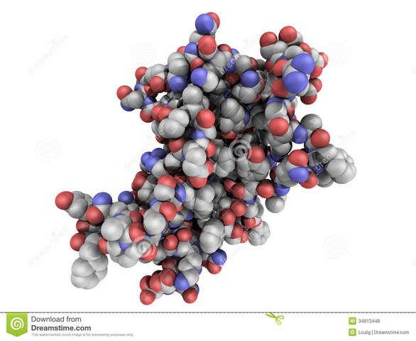 Clonan el gen de la hormona de crecimiento humana