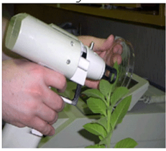 Se desarrola la técnica del bombardeo génico