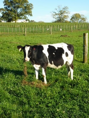 Se obtiene la primer vaca transgénica