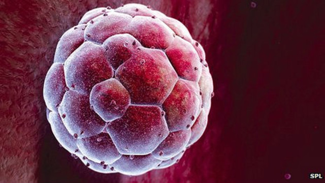 1ª semana "blastula" implantación.