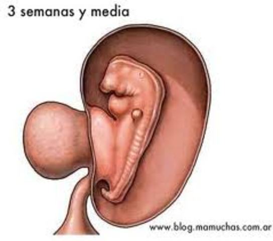 final de la tercera semana de gestación