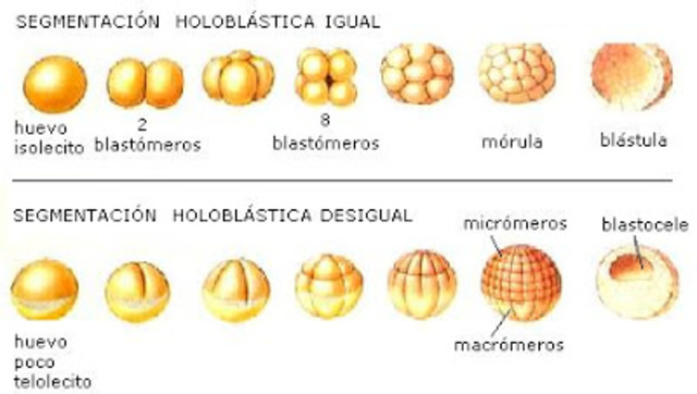 Segmentación e Implantación