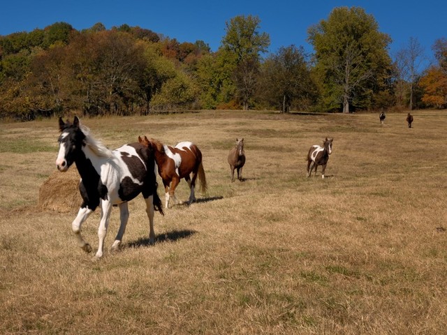 Shoshone aid the Expedition.