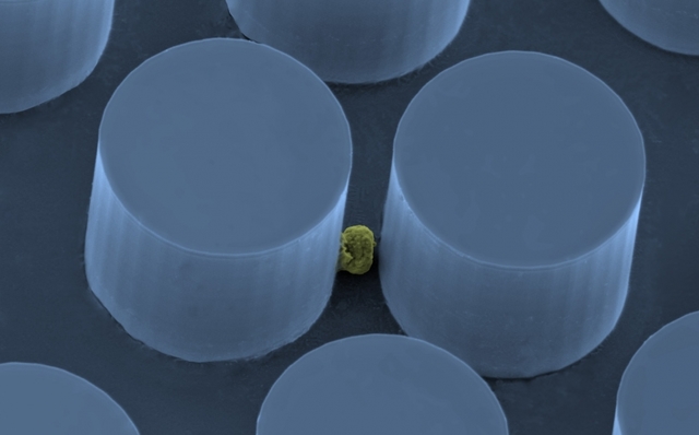 Reactivar tus defensas contra el cáncer.