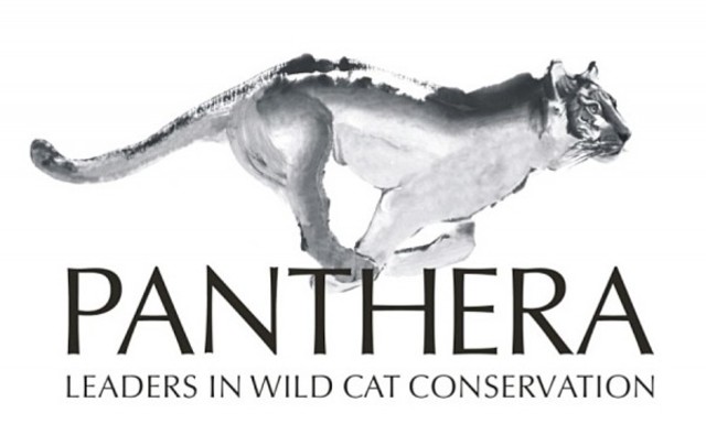 Panthera organization