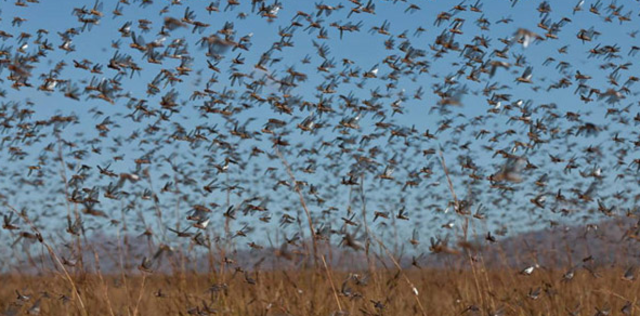 Joel gets a vision of locusts