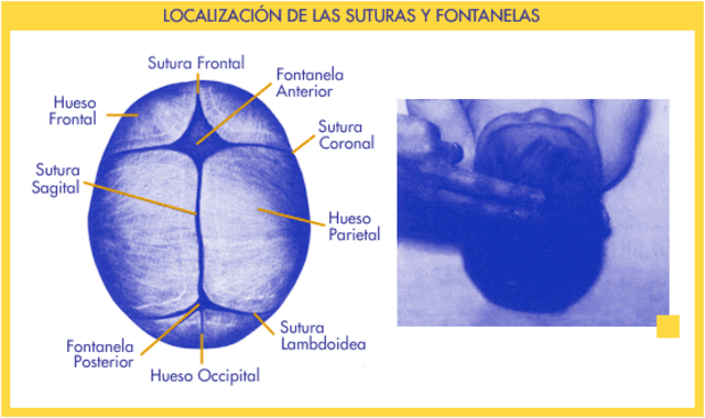 Proporciones Corporales (Cabeza)