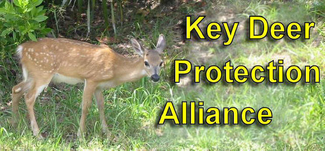 Key Deer