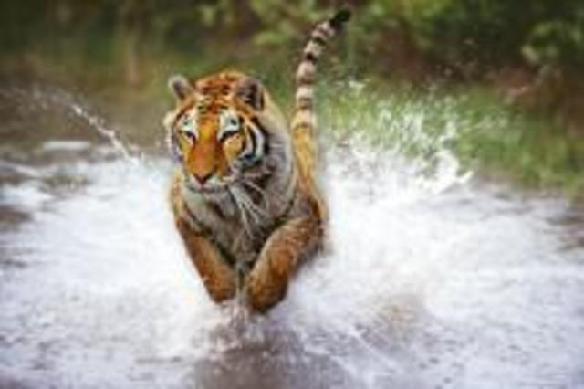 The Wildlife Conservation Society (WCS)