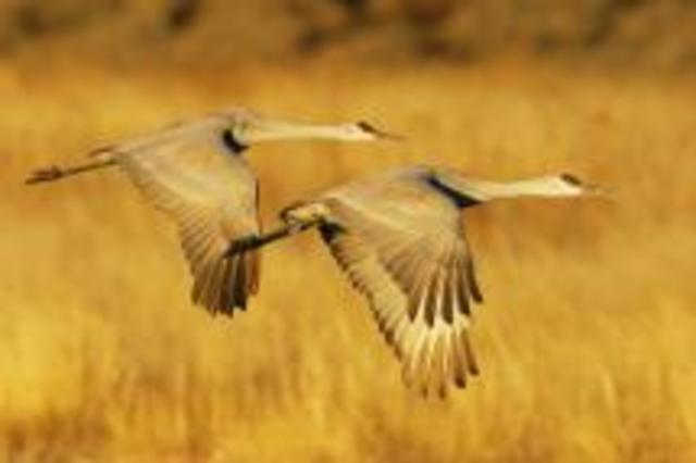 The International Crane Foundation (ICF)