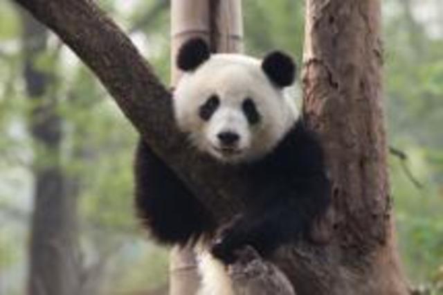 The World Wildlife Fund (WWF)