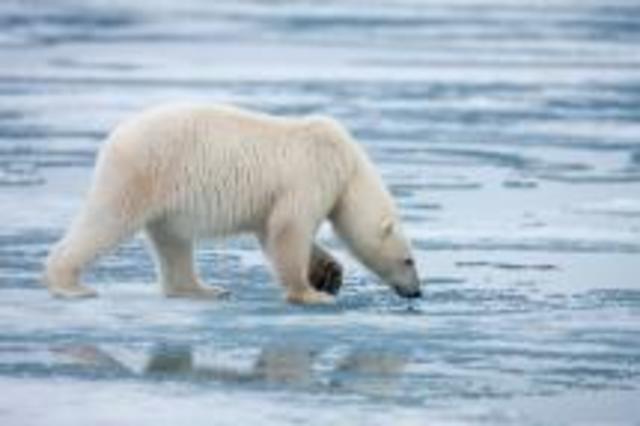 Conservation International