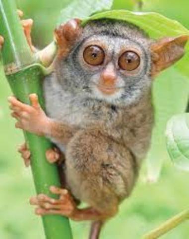 World Conservation Union