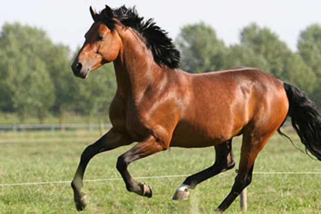 Horses are demesticated (2000 B.C.)