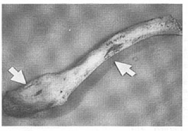 Dr.Beattie collects bone samples.