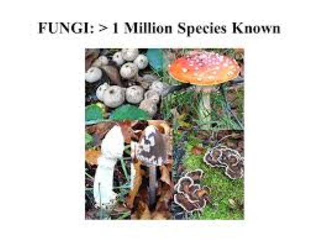 Fungi kingdom