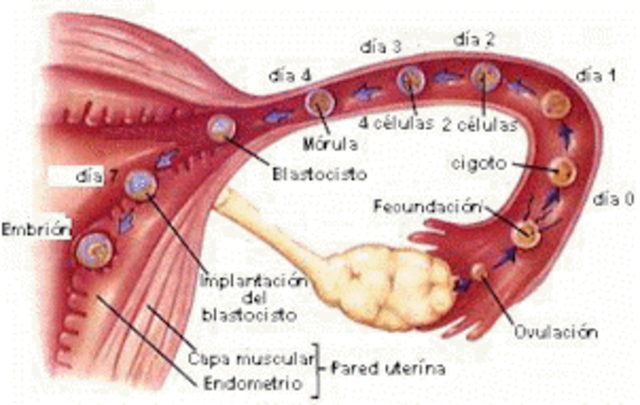 Primeros dias trayecto del ovulo.