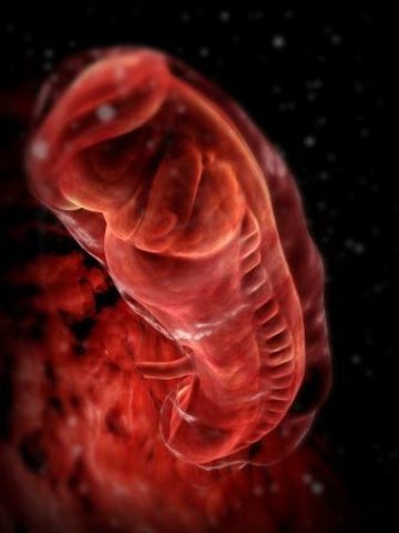 3ra semana disco embrionario trilaminar.