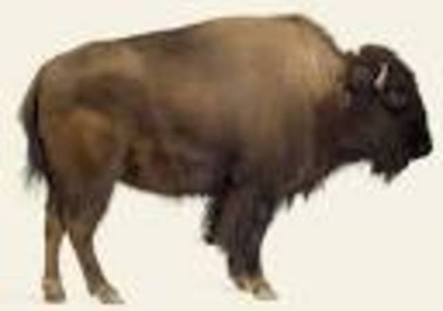 Mandans call buffalo