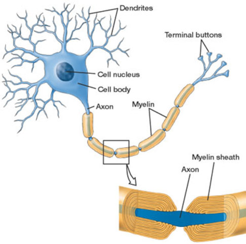 Middle Childhood: Fine Motor Skills