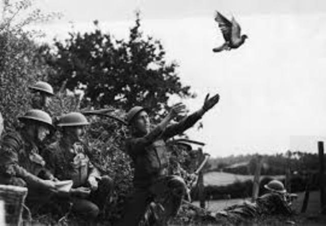 Pigeons role in WW1