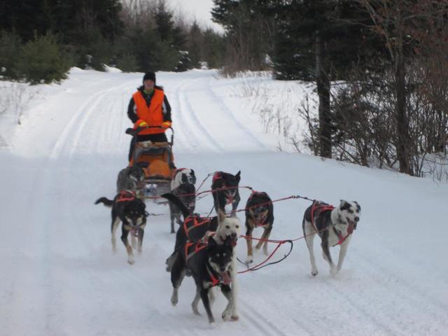 Sled Dogs!
