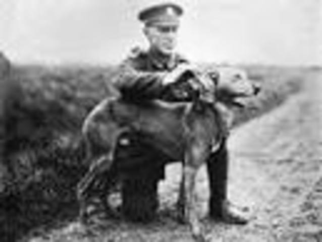 WW1 dogs